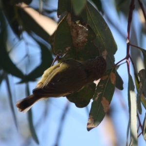 Acanthiza lineata at Deakin, ACT - 15 Jul 2019