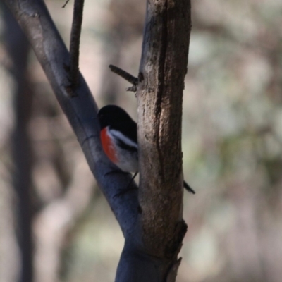 Petroica boodang (Scarlet Robin) at Red Hill Nature Reserve - 15 Jul 2019 by LisaH