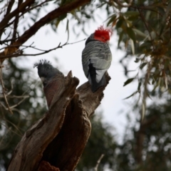 Callocephalon fimbriatum (Gang-gang Cockatoo) at Red Hill to Yarralumla Creek - 7 Jul 2019 by LisaH