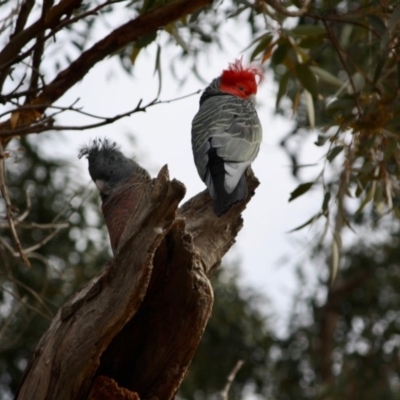 Callocephalon fimbriatum (Gang-gang Cockatoo) at GG38 - 7 Jul 2019 by LisaH