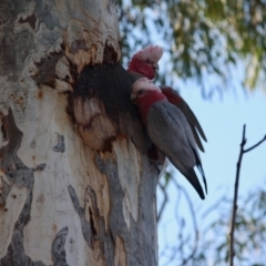 Eolophus roseicapilla (Galah) at Hughes, ACT - 7 Jul 2019 by LisaH