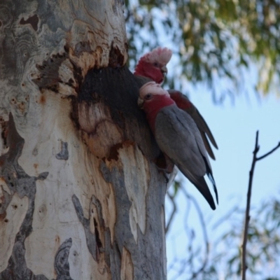 Eolophus roseicapilla (Galah) at Red Hill to Yarralumla Creek - 7 Jul 2019 by LisaH