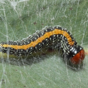 Chlenias (genus) at Hackett, ACT - 13 Jul 2019