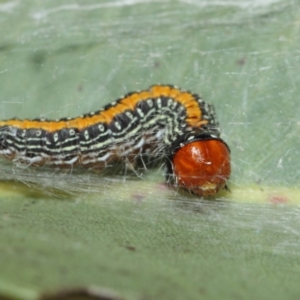 Chlenias (genus) at Hackett, ACT - 13 Jul 2019