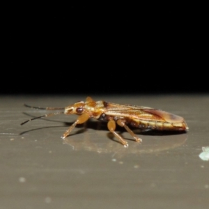 Thaumastocoris sp. (genus) at Acton, ACT - 13 Jul 2019