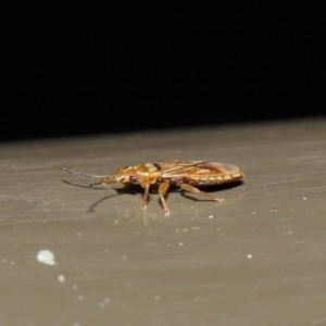 Thaumastocoris sp. (genus) at Acton, ACT - 13 Jul 2019