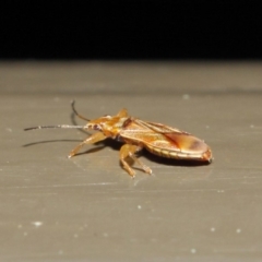 Thaumastocoris sp. (genus) at Acton, ACT - 13 Jul 2019