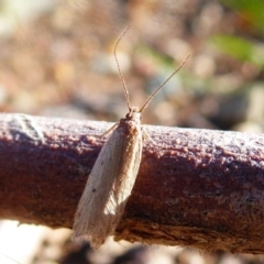 Oecophoridae provisional group 5 at Campbell Park Woodland - 15 Jul 2019 by Christine