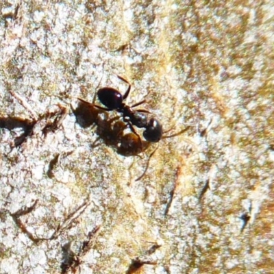 Anonychomyrma sp. (genus) (Black Cocktail Ant) at Mount Ainslie - 15 Jul 2019 by Christine