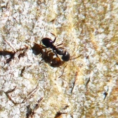 Anonychomyrma sp. (genus) (Black Cocktail Ant) at Majura, ACT - 15 Jul 2019 by Christine