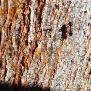 Anonychomyrma sp. (genus) at Majura, ACT - 15 Jul 2019