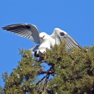 Elanus axillaris at Fyshwick, ACT - 15 Jul 2019