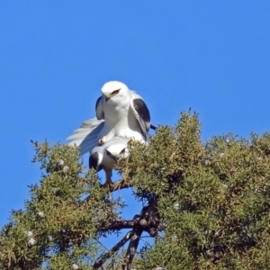 Elanus axillaris at Fyshwick, ACT - 15 Jul 2019