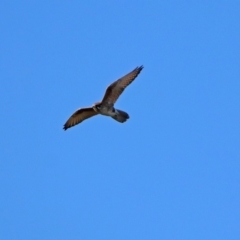 Falco berigora (Brown Falcon) at Fyshwick, ACT - 15 Jul 2019 by RodDeb