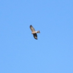 Tachyspiza cirrocephala (Collared Sparrowhawk) at Fyshwick, ACT - 15 Jul 2019 by RodDeb