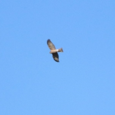 Accipiter cirrocephalus (Collared Sparrowhawk) at Fyshwick, ACT - 15 Jul 2019 by RodDeb