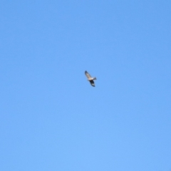 Accipiter cirrocephalus at Fyshwick, ACT - 15 Jul 2019