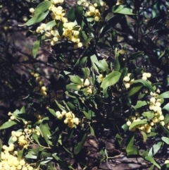 Acacia melanoxylon (Blackwood) at Rob Roy Range - 9 Sep 2000 by michaelb