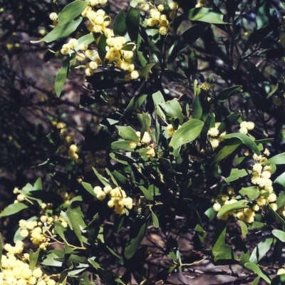 Acacia melanoxylon (Blackwood) at Rob Roy Range - 9 Sep 2000 by michaelb