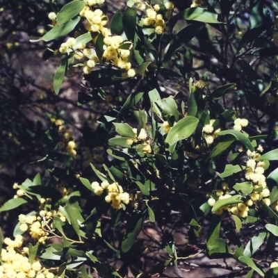 Acacia melanoxylon (Blackwood) at Conder, ACT - 10 Sep 2000 by MichaelBedingfield