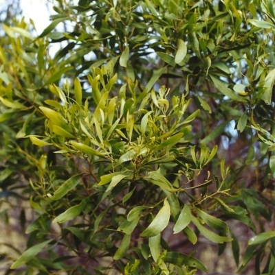 Acacia melanoxylon (Blackwood) at Tuggeranong Hill - 6 Dec 1999 by michaelb