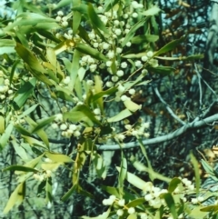 Acacia melanoxylon (Blackwood) at Tuggeranong Hill - 26 Sep 2000 by michaelb