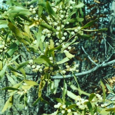 Acacia melanoxylon (Blackwood) at Tuggeranong Hill - 26 Sep 2000 by michaelb