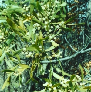 Acacia melanoxylon at Conder, ACT - 27 Sep 2000