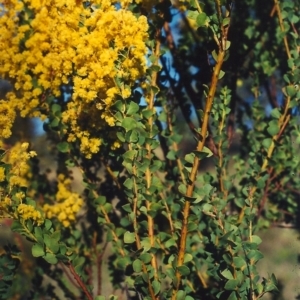 Acacia pravissima at Theodore, ACT - 26 Sep 2001 12:00 AM