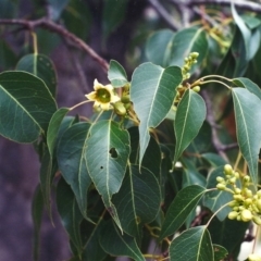 Brachychiton populneus subsp. populneus (Kurrajong) at Conder, ACT - 13 Dec 2001 by michaelb