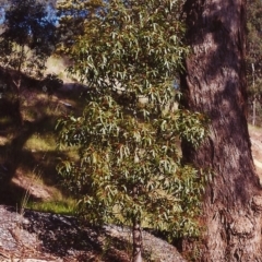 Brachychiton populneus subsp. populneus (Kurrajong) at Tuggeranong Hill - 24 Nov 1999 by michaelb
