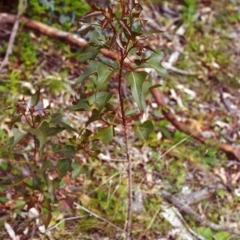Brachychiton populneus subsp. populneus at Conder, ACT - 25 Nov 1999