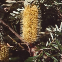 Banksia marginata (Silver Banksia) at Pollinator-friendly garden Conder - 14 Feb 2011 by michaelb