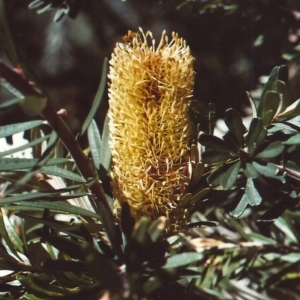 Banksia marginata at Conder, ACT - 15 Feb 2011 12:00 AM