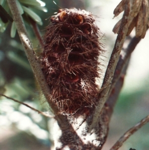 Banksia marginata at Conder, ACT - 15 Feb 2011 12:00 AM