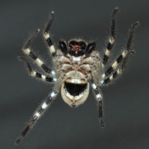 Neosparassus calligaster at Evatt, ACT - 2 Nov 2017