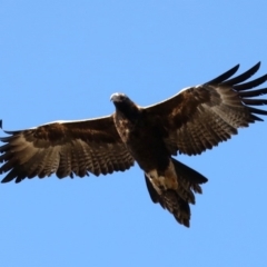 Aquila audax (Wedge-tailed Eagle) at Warri, NSW - 15 Jul 2019 by jbromilow50