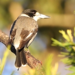 Cracticus torquatus (Grey Butcherbird) at Rosedale, NSW - 8 Jul 2019 by jbromilow50
