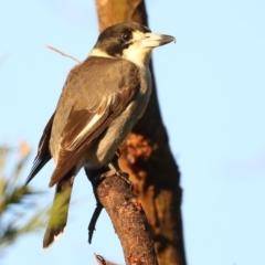 Cracticus torquatus at Rosedale, NSW - 8 Jul 2019