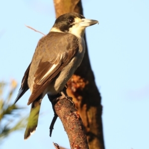 Cracticus torquatus at Rosedale, NSW - 8 Jul 2019