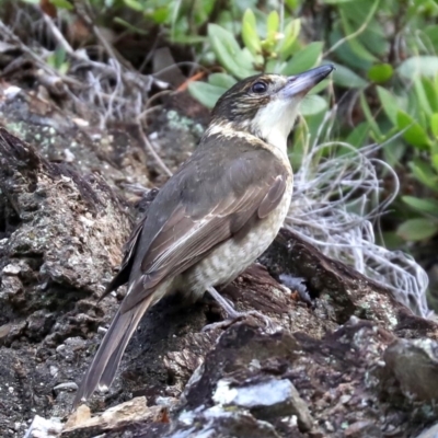 Cracticus torquatus (Grey Butcherbird) at Rosedale, NSW - 5 Jul 2019 by jbromilow50