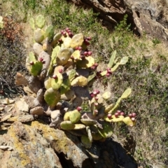 Opuntia stricta (Common Prickly Pear) at Batemans Marine Park - 10 Jul 2019 by jbromilow50