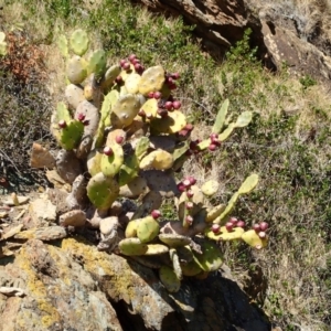 Opuntia stricta at Rosedale, NSW - 10 Jul 2019