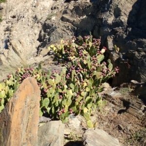 Opuntia stricta at Rosedale, NSW - 10 Jul 2019 01:14 PM