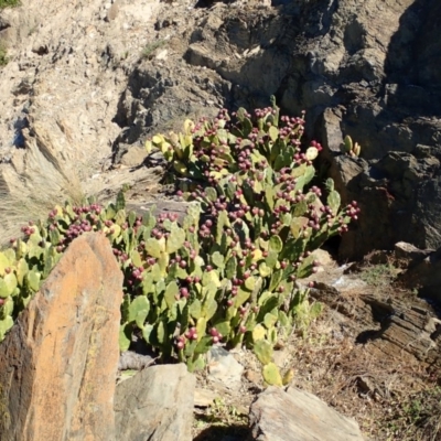 Opuntia stricta (Common Prickly Pear) at Batemans Marine Park - 10 Jul 2019 by jbromilow50