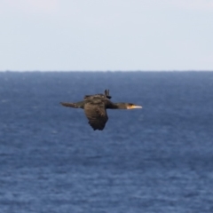 Phalacrocorax carbo (Great Cormorant) at Malua Bay, NSW - 13 Jul 2019 by jb2602