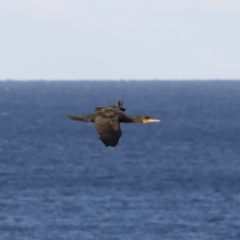 Phalacrocorax carbo (Great Cormorant) at Malua Bay, NSW - 13 Jul 2019 by jbromilow50