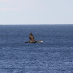 Phalacrocorax carbo at Malua Bay, NSW - 13 Jul 2019 04:01 PM