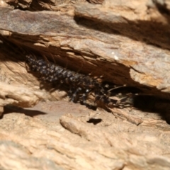 Scutigeridae (family) (A scutigerid centipede) at Rosedale, NSW - 11 Jul 2019 by jb2602