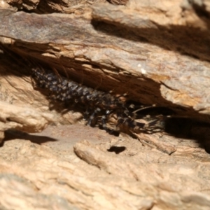 Scutigeridae (family) at Rosedale, NSW - 11 Jul 2019 09:11 PM